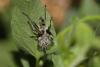 Lygaeus equestris